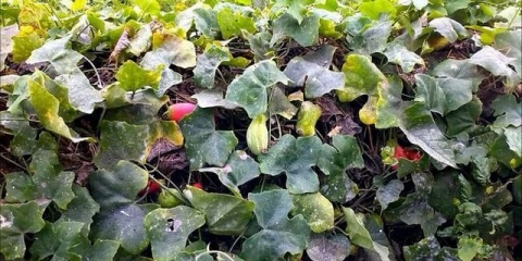 Šta se može saditi pored krastavaca